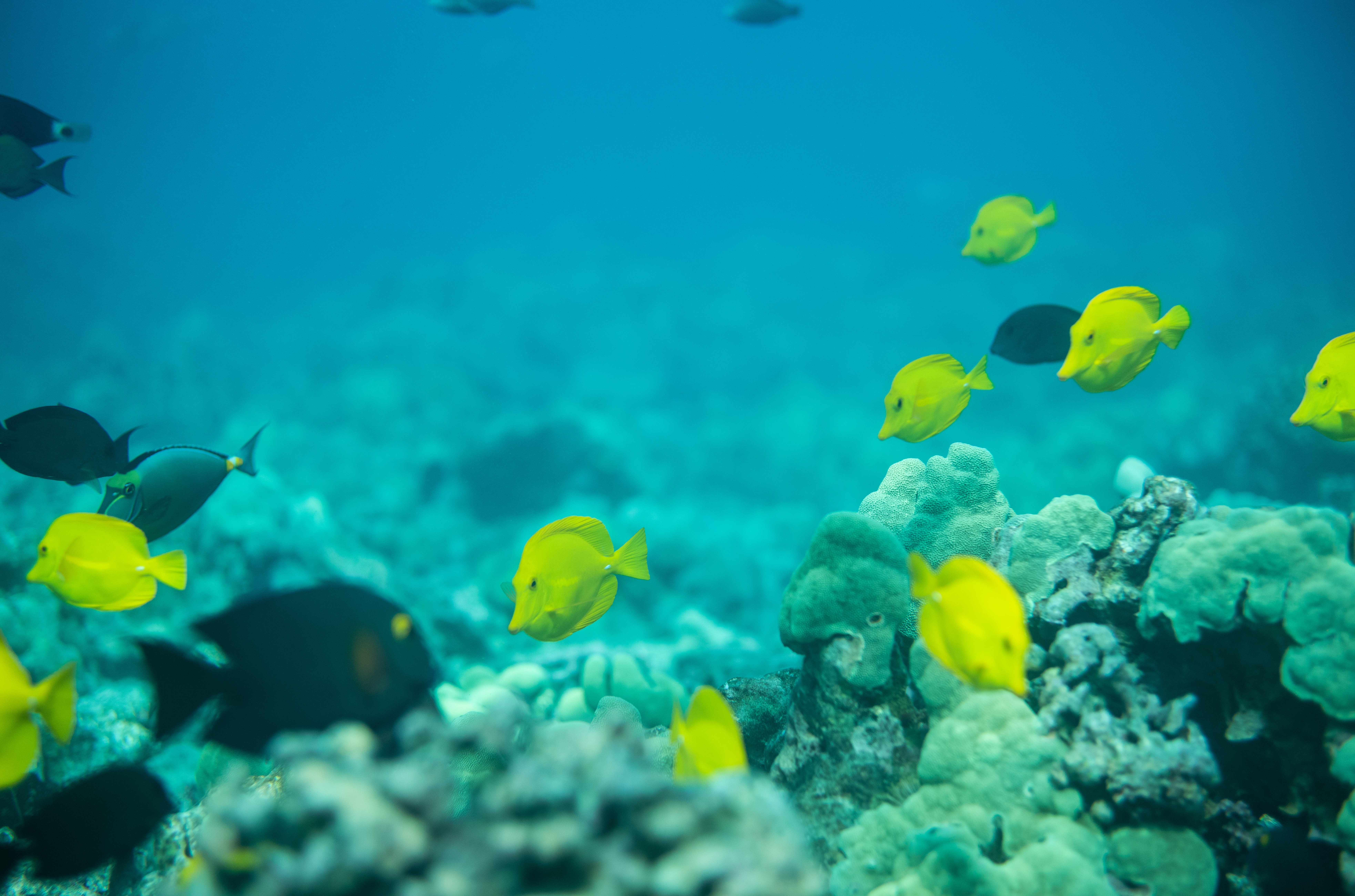 Keep Hawaiʻi’s Reef Fish on the Reef